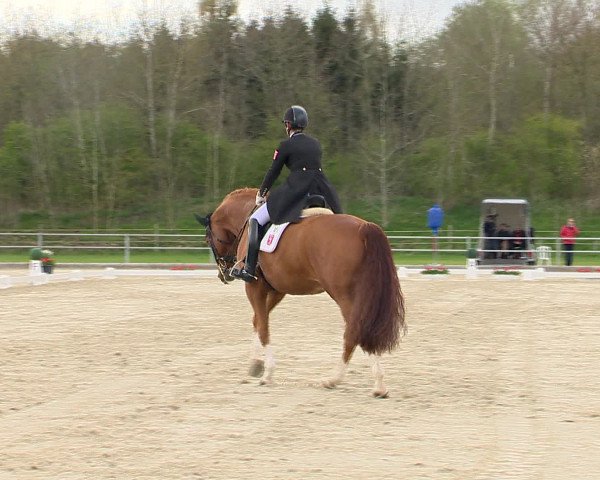 Reitturnier Vechta 2016
