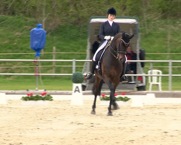 Reitturnier Vechta 2016