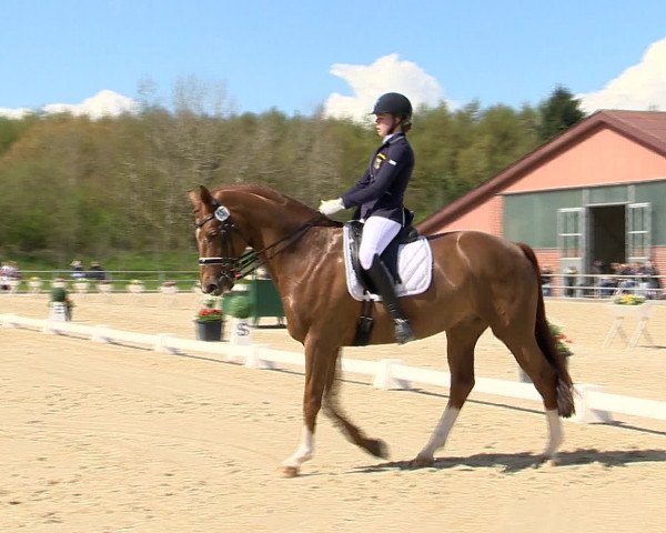 Reitturnier Vechta 2016