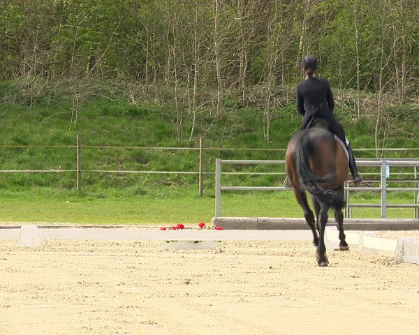 Reitturnier Vechta 2016