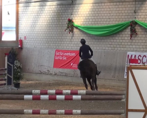 Reitturnier Leverkusen-Rheindorf 2016