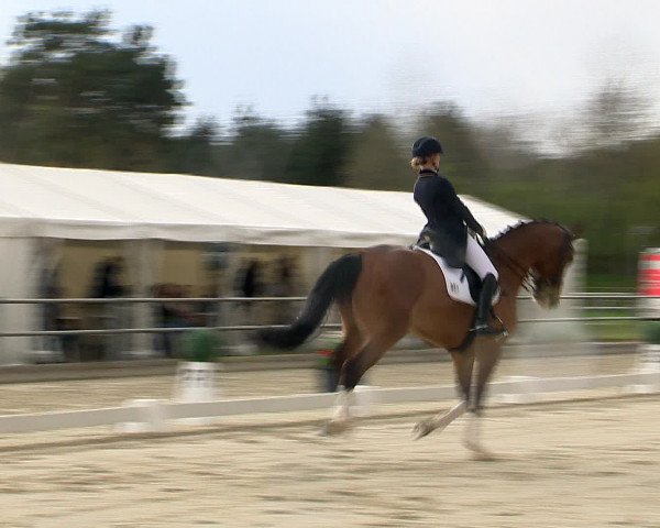 Reitturnier Vechta 2016