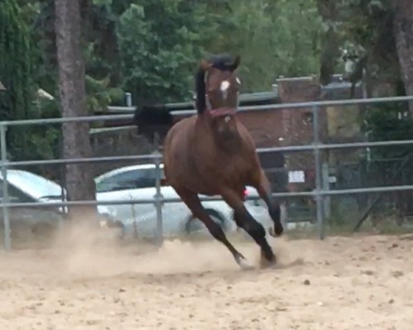 horse Viervil Manor (Thoroughbred, 2009, from Day Flight xx)