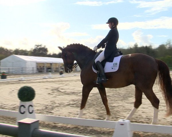 Reitturnier Vechta 2016