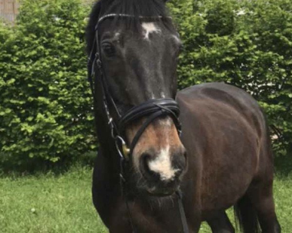 Pferd Frenci (unbekannt,  )