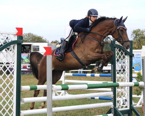 jumper Aminata R (German Sport Horse, 2014, from No Limit)