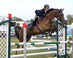 jumper Aminata R (German Sport Horse, 2014, from No Limit)