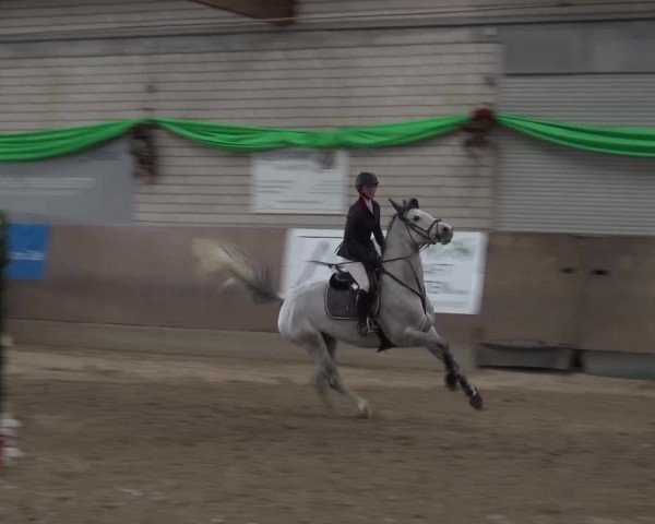 Reitturnier Leverkusen-Rheindorf 2016