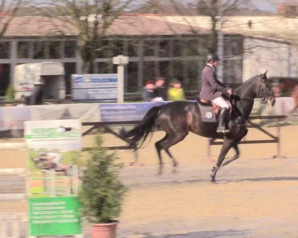 Reitturnier Spenge-Wallenbrück 2016