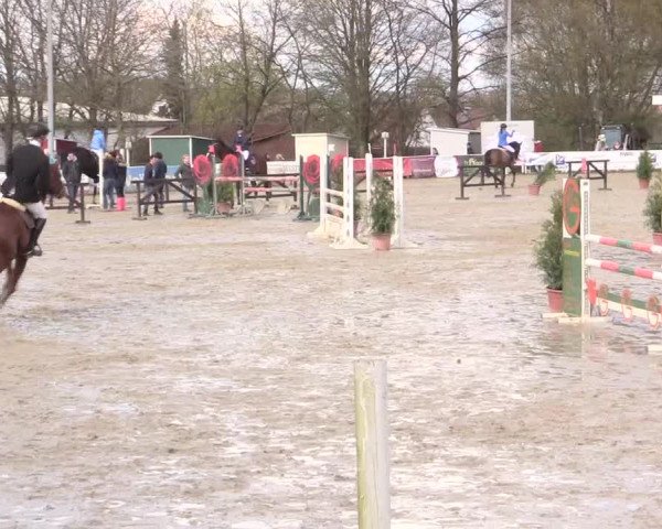 Reitturnier Spenge-Wallenbrück 2016