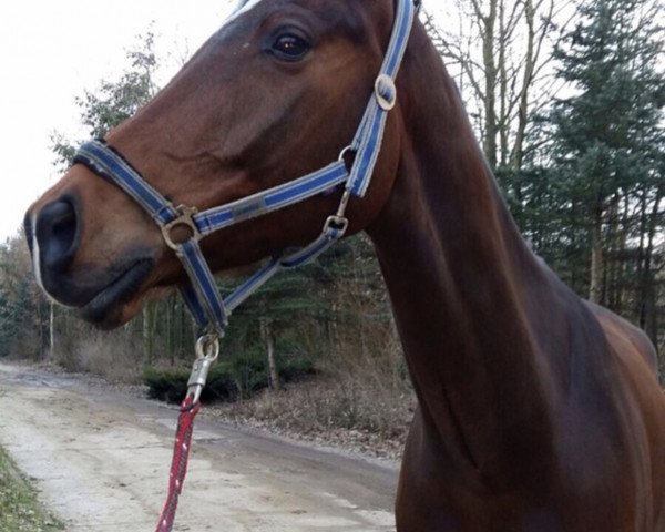 horse Caramelo (Holsteiner, 2012, from Constantin 78)