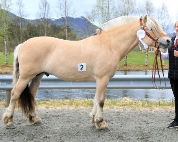 stallion Højgaards Nicko (Fjord Horse, 2013, from Fløgstad Odin)