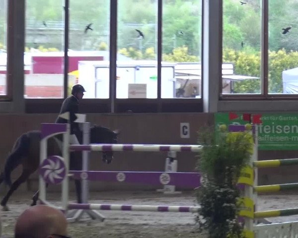 Reitturnier Leverkusen-Rheindorf 2016
