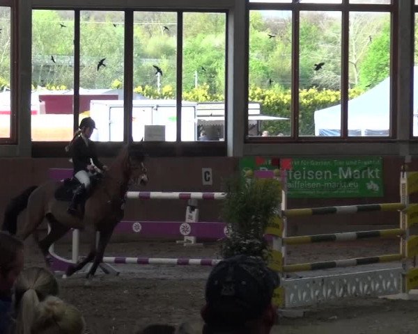 Reitturnier Leverkusen-Rheindorf 2016