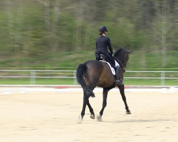 Reitturnier Vechta 2016