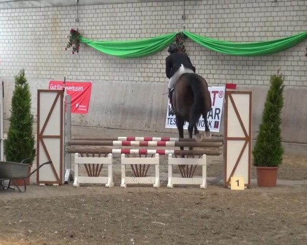 Reitturnier Leverkusen-Rheindorf 2016