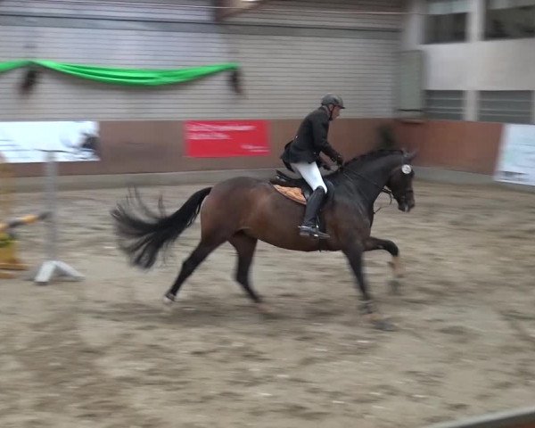 Reitturnier Leverkusen-Rheindorf 2016