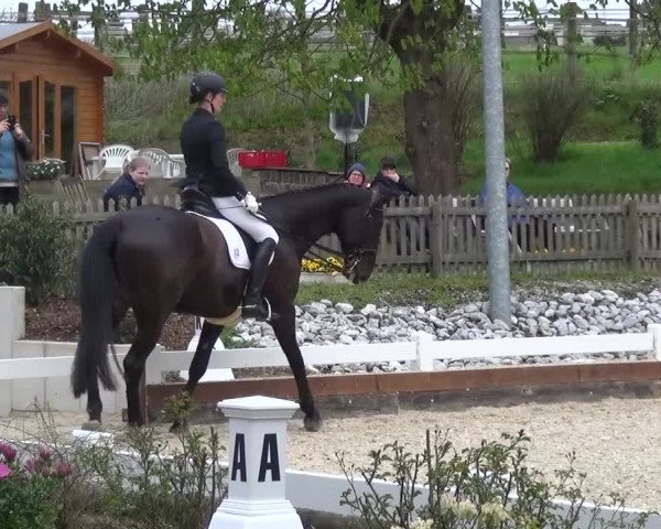 Frühjahrsturnier Mettmann - Reitanlage Löckenhoff 2016