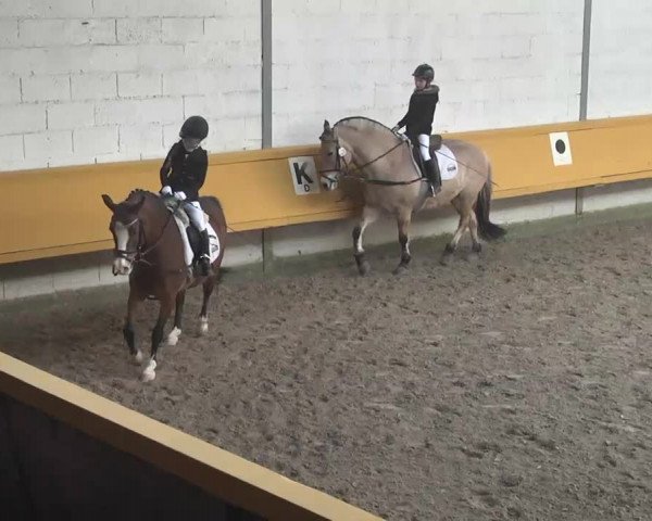 7. Pforzheimer Dressurtage 2016