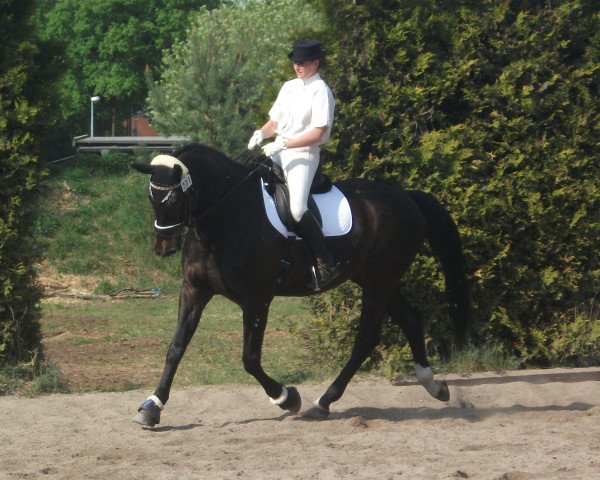 horse Rubin Royal 4 (Bavarian, 1996, from Ruehmann)