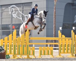 jumper Straight Flush (Hanoverian, 2007, from Stakkato)
