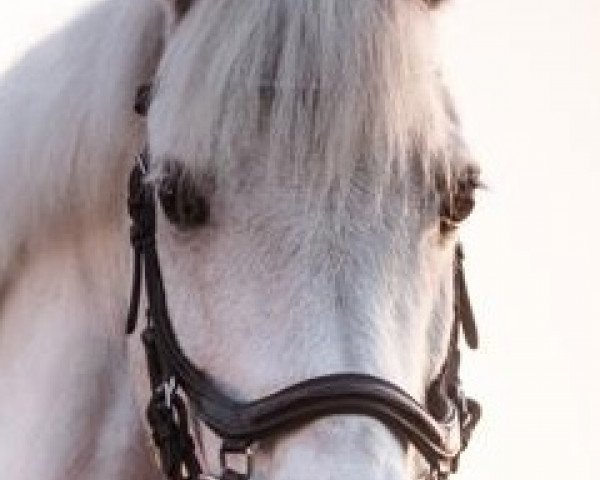 Springpferd Sir Hopkins 3 (Welsh Pony (Sek.B), 2006, von Cwrtycadno Ioseff)