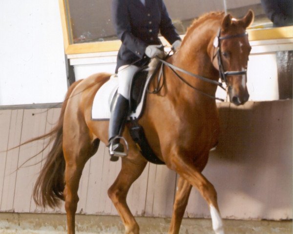 dressage horse Prinz 271 (Westphalian, 1994, from Pakt)