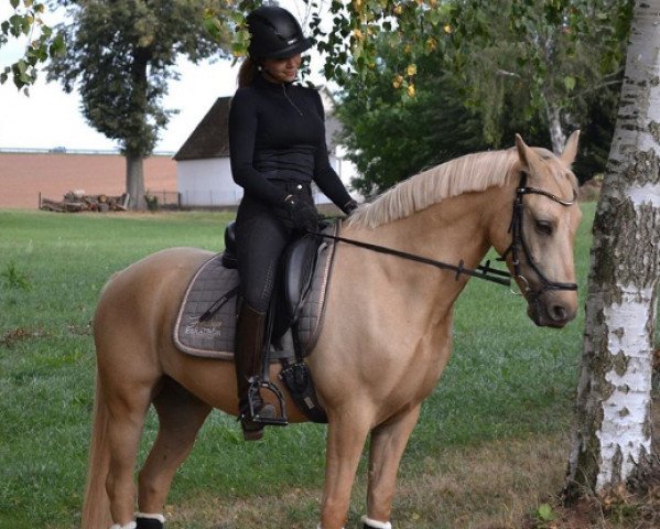 dressage horse Dumpledore (German Riding Pony, 2013, from Dumbledore's Magpie) dressage horse Dumpledore (German Riding Pony, 2013, from Dumbledore's Magpie)