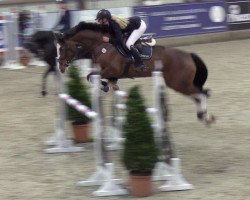 Springpferd Mythos (Holsteiner, 2013, von Cascadello)