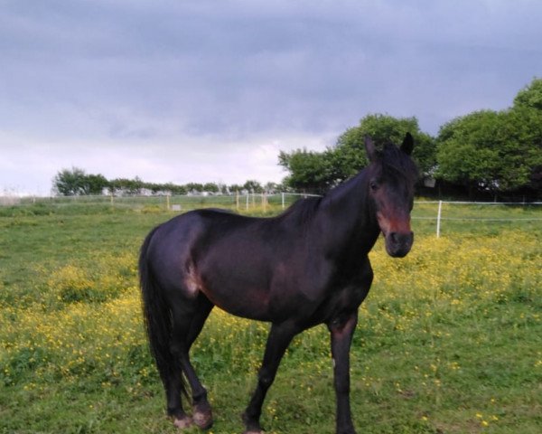 Pferd Hesseler's April Sun (Hackney (Pferd/Pony), 2005, von Silvester Nicole) Pferd Hesseler's April Sun (Hackney (Pferd/Pony), 2005, von Silvester Nicole)