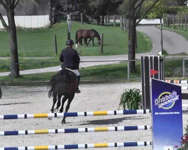 Frühjahrs-Reitturnier Ingolstadt-Hagau 2016