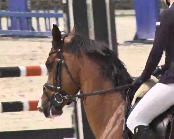 Frühjahrs-Reitturnier Ingolstadt-Hagau 2016