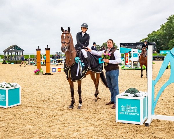 jumper Billy Galleon (anglo european sporthorse, 2012, from Billy Congo)