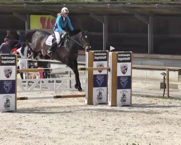 Frühjahrs-Reitturnier Ingolstadt-Hagau 2016