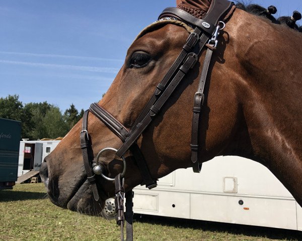 Dressurpferd Con Chatto (Oldenburger Springpferd, 2015, von Cornet's Prinz)