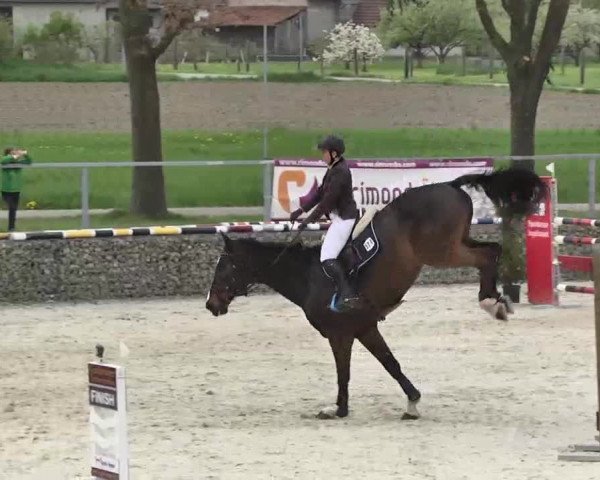 Frühjahrs-Reitturnier Ingolstadt-Hagau 2016