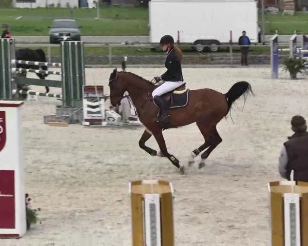 Frühjahrs-Reitturnier Ingolstadt-Hagau 2016