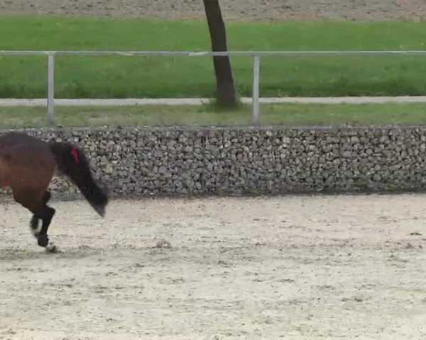 Frühjahrs-Reitturnier Ingolstadt-Hagau 2016