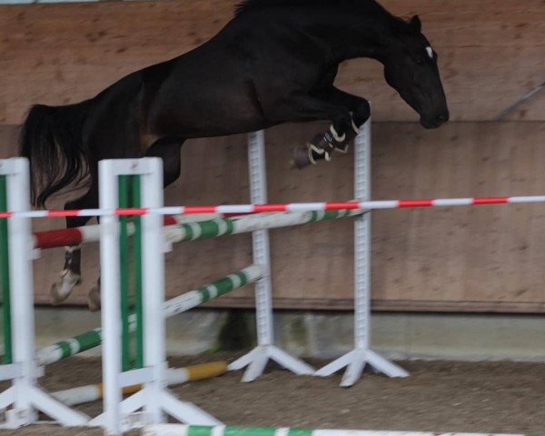jumper Clarity (German Warmblood, 2015, from Cocktail Jet)
