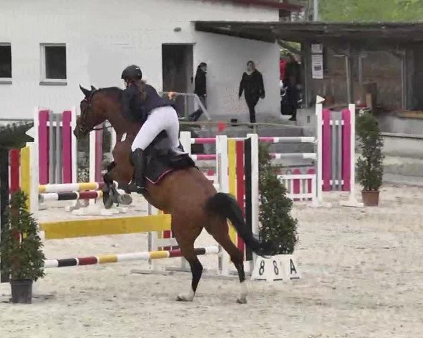 Frühjahrs-Reitturnier Ingolstadt-Hagau 2016