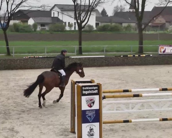 Frühjahrs-Reitturnier Ingolstadt-Hagau 2016