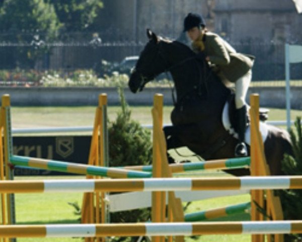 broodmare Billy McDuff (anglo european sporthorse, 2006, from Billy Congo)