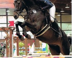 jumper Glamour 82 (Holsteiner, 2014, from Tornesch)
