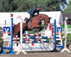 jumper Crocket 37 (Holsteiner, 2014, from Cascadello)
