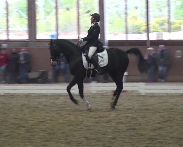 Reitturnier Leverkusen-Rheindorf 2016