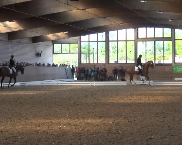 Reitturnier Leverkusen-Rheindorf 2016