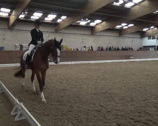 Reitturnier Leverkusen-Rheindorf 2016