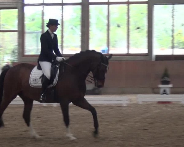 Reitturnier Leverkusen-Rheindorf 2016