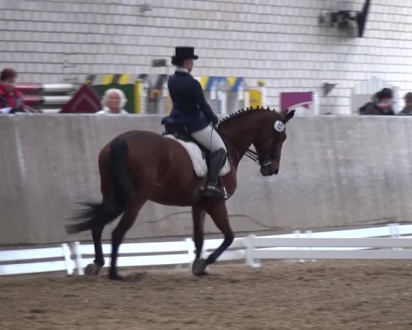 Reitturnier Leverkusen-Rheindorf 2016