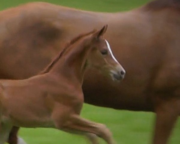 horse Fienchen (Hanoverian, 2015, from Foundation 2)